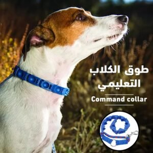 Educational dog collar